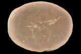 Fossil Syncarid Shrimp (Acanthotelson) Nodule - Illinois #120973-1